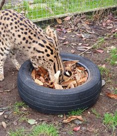 a spotted cat eating leaves from a tire