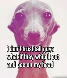 a dog with the words i don't trust all guys what if they whip it out and pee on my head