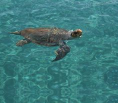 a turtle swimming in the ocean with its head above the water's surface and it's mouth open