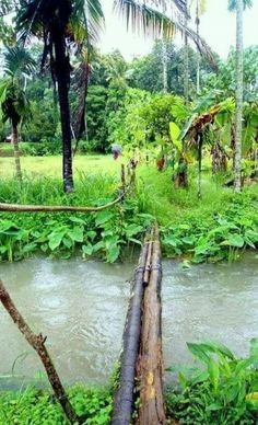 there are many trees that have fallen over in the water and some plants on the shore