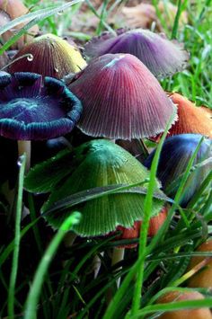 several different colored mushrooms in the grass