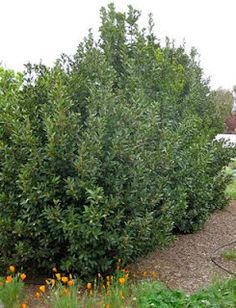 a bush with lots of green leaves and yellow flowers in the foreground, next to a sidewalk