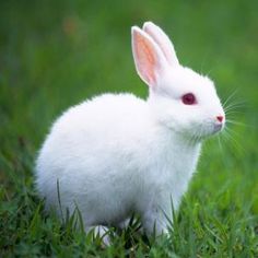 a white rabbit sitting in the grass with an inspirational quote above it that says, alice's white rabbit