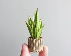 a hand holding a small potted plant in it's palm - like holder