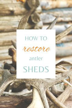 antlers with text overlaying how to restore antler sheds