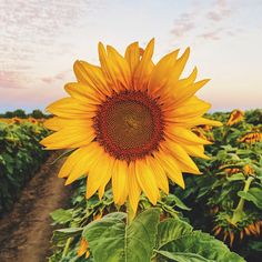 a large sunflower standing in the middle of a field