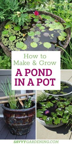 how to make and grow a pond in a pot