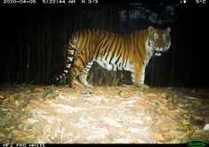 a large tiger standing on top of a pile of dead leaves in the forest at night