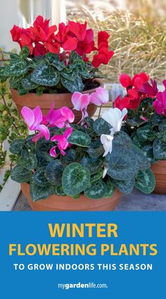 winter flowering plants to grow indoors this season