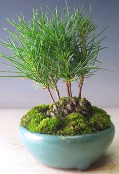 a small potted plant sitting on top of a table