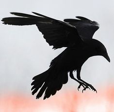 a black bird is flying in the sky