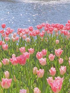 pink tulips are blooming near the water