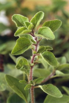 a small green plant with leaves in the foreground and blurry background behind it