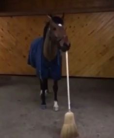 a horse wearing a blue jacket and standing next to a broom