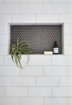 an air plant in a window sill on a white tiled wall