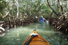 two people in a kayak paddling down a river surrounded by trees and mangroves