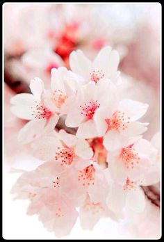 some white and pink flowers on a branch