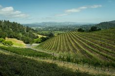 an aerial view of a vineyard in the country side with trees and mountains in the background