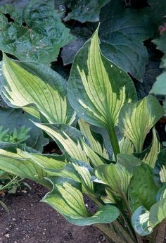 a green plant with large leaves in the middle of some dirt and plants behind it