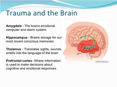 the brain and its structures are labeled in this slide to describe what is inside it