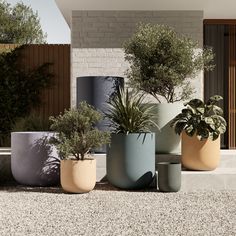 several potted plants are sitting on the ground