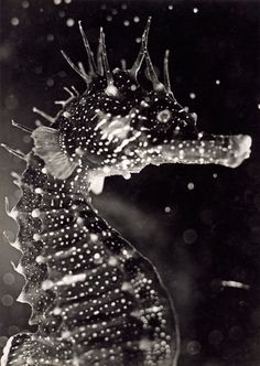 a close up of a sea horse with water droplets on it's body and head