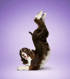 a brown and white dog laying on its back with it's legs in the air