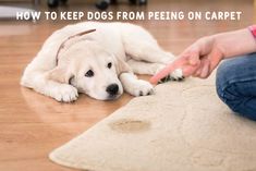 a white dog laying on the floor with its paw in it's mouth, being petted by someone