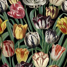 a bunch of flowers that are on a black background with red, yellow and white tulips