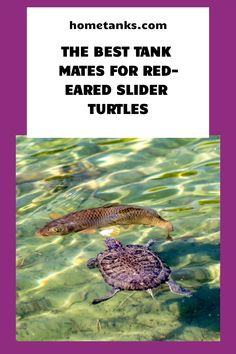 the best tank mates for red - eared slider turtles are featured in this article