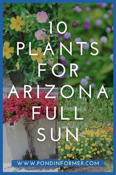 the words 10 plants for arizona full sun are in front of colorful flowers and shrubs