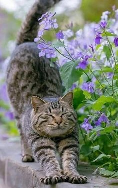 a cat that is walking on some bricks and flowers in the back ground with it's eyes closed