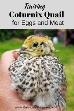 a close up of a person's hand holding a bird with the words raising cournix quail for eggs and meat