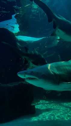 several sharks swimming in an aquarium together