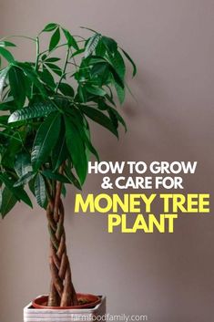 a potted plant with the words how to grow and care for money tree plant