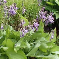 some purple flowers are growing in the grass