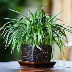 two potted plants sitting on top of a wooden table