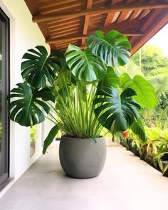 a large potted plant sitting on the side of a building next to a window