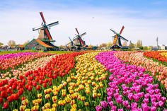 colorful tulips and windmills are in the foreground