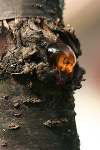 a close up view of the bark of a tree that has been grafted by insects