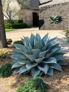 a large blue plant sitting in the middle of a yard