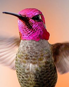 a hummingbird flapping its wings in front of a pink and orange background with the wing extended