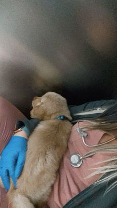 a woman in blue gloves holding a brown dog