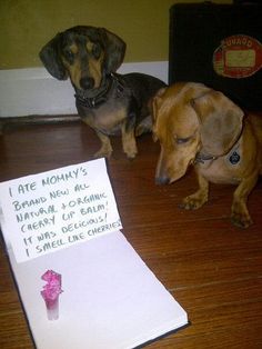 two dachshunds sitting on the floor next to a note