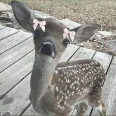 a small deer with pink bows on its head