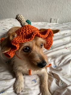 a small dog with a knitted hat on top of it's head sitting on a bed