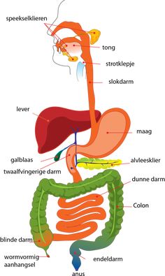 diagram of the human body organs including the liver, stomach, and intestories