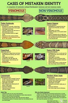 a poster with different types of snakes and their names on it's front cover