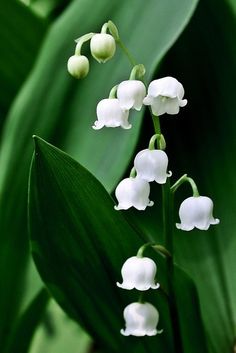 the white flowers are blooming in the garden