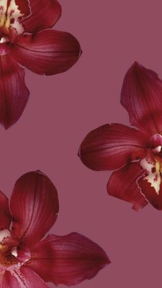 two red flowers with white stamens on a pink background